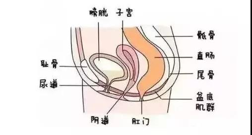 齊全的盆底肌修復儀器知識，講解醫(yī)院間不曾知道的盆底肌修復